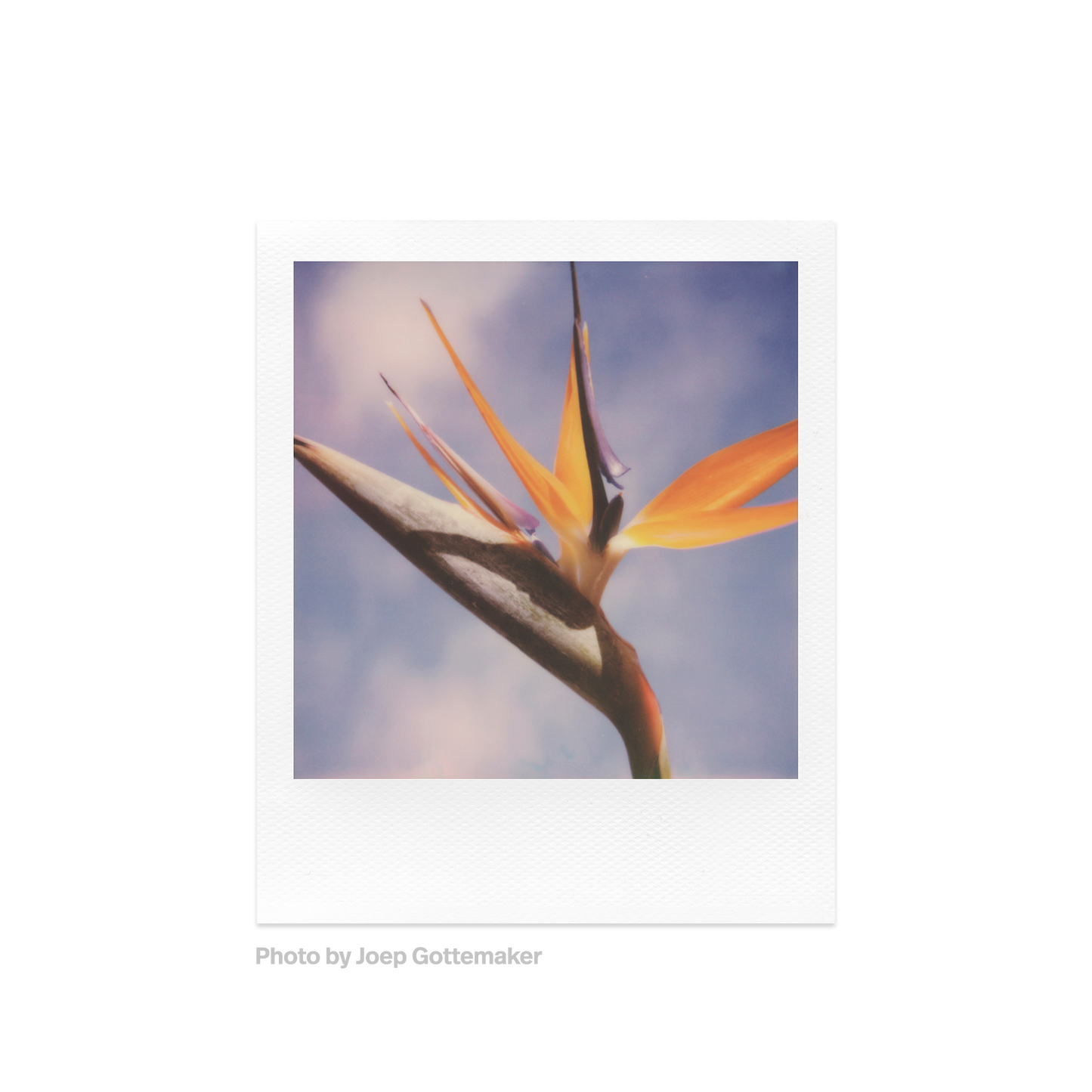 Polaroid Color SX-70 Film Photo