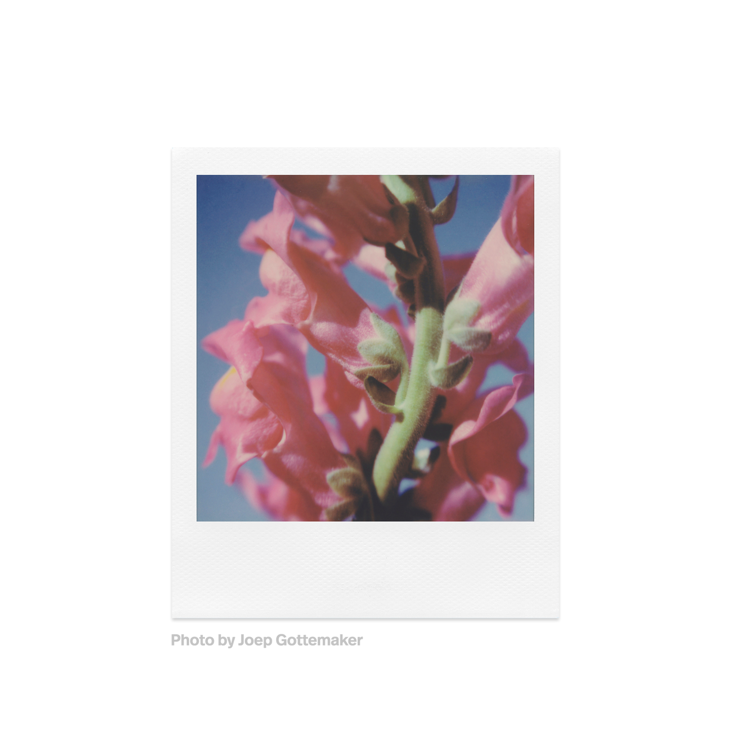 Polaroid Color SX-70 Film Photo